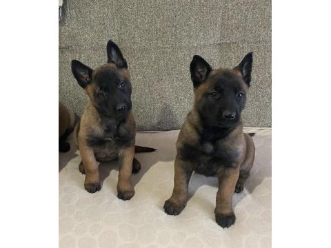 A kalite erkek dişi belçika kurtları