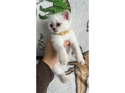 Minik british shorthair bebeğimiz