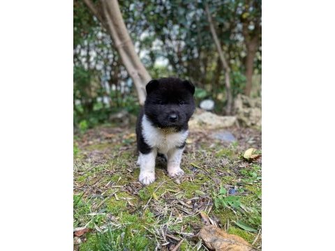 Sevimli akita ayıcıklar