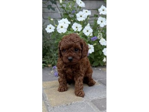 Toy poodle köpeği