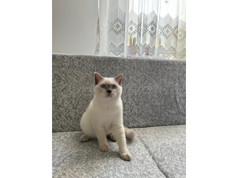 British shorthair yavrumuza yeni yuva arıyoruz