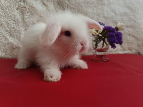 Sevimli cüce ve hollanda lop tavşan yavruları