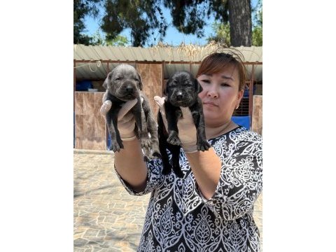 Cane corso yavrularımız ruhsatlı çiftliğinden