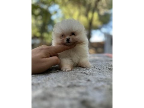 Sağlık ve ırk garantili buram buram kalite köpekler