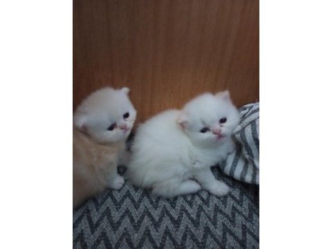 İki erkek saf iran kedisi biri beyaz biri kırık beyaz