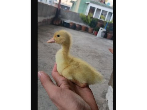 Ördek bulunur dostlarım çoluk çocuğunu sevindir