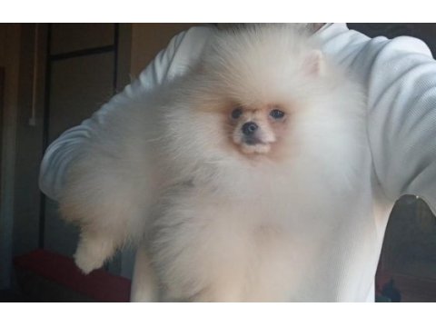Orijinal pomeranian boo