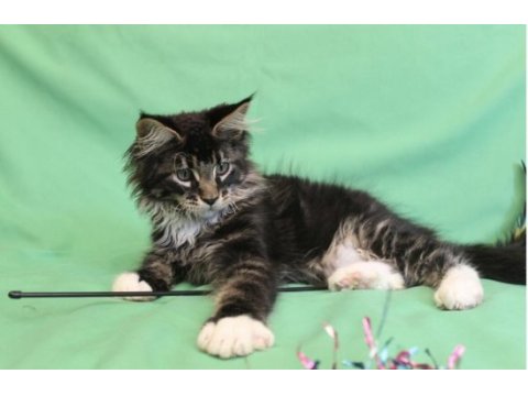 Dev maine coon erkek üst kaliteli