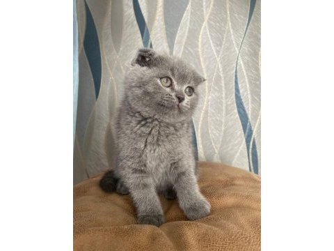 45 günlük erkek scottish fold (kırık kulak)