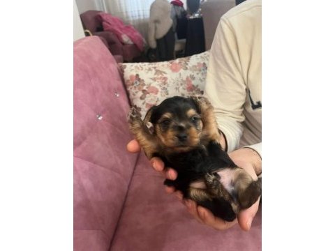 1 aylık yorkshire terrier