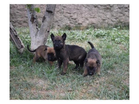 A kalite dişi malinois yavrular