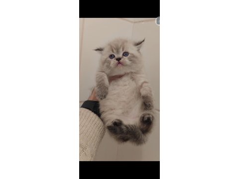 British longhair kedimiz için ulaşın