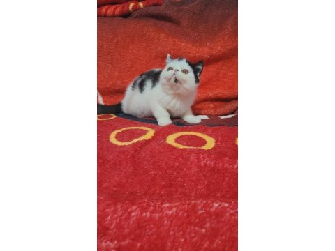 Full şecereli şampiyon kan hattı exotic shorthair snoppy