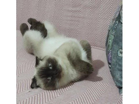 British shorthair çikolata point