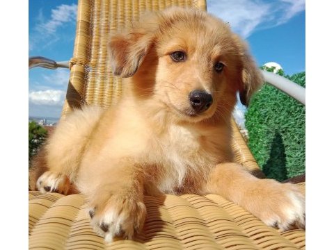 Şekeristan'lı 3 aylık bebek border collie