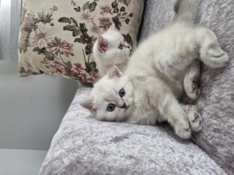 British longhair kedilerimiz çok sevimli ve çok oyuncular