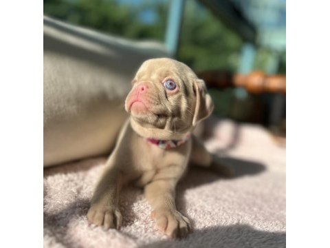 Pug mops (pink)