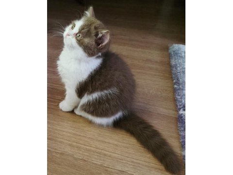 Cinnamon bicolor dişi british shorthair