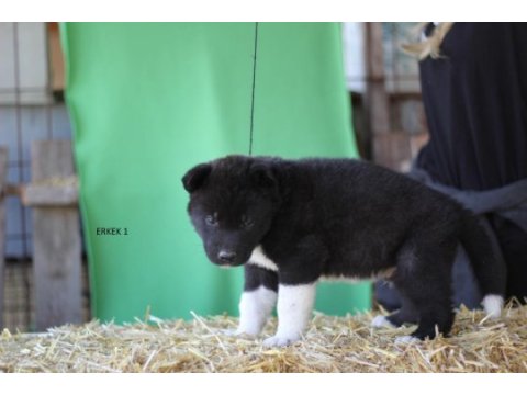 Safkan amerikan akita yavruları