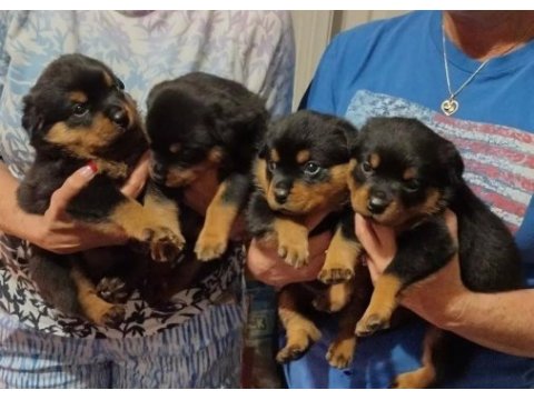 Dişi erkek rottweiler kapıda ödemeli güvenli sistem