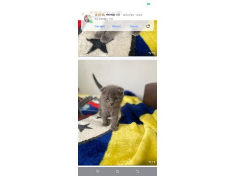 Scottish fold kedisi
