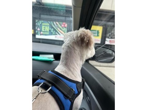 Maltese terrier