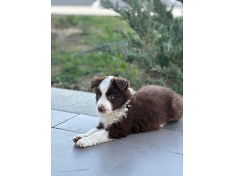 Sağlıklı safkan border collie yavrular