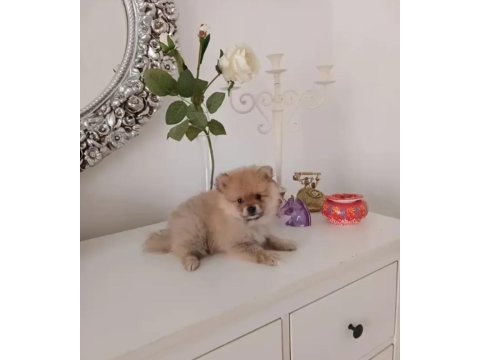 Pomeranian bebişler sıfır boy uygun