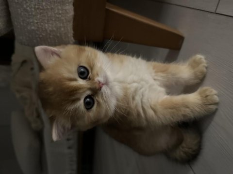 65 günlük british shorthair golden yavrusu