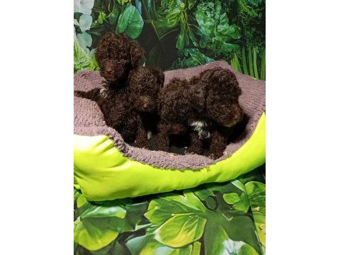 Irk ve sağlık garanti lagotto yavrularımuz