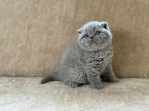 Eşsiz güzellikte blue scottish fold