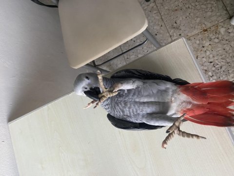 6 aylık jumbo boy jako papağanı