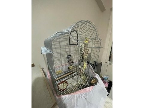 Ele omuza alışkın el beslemesi yapılmış takım sultan