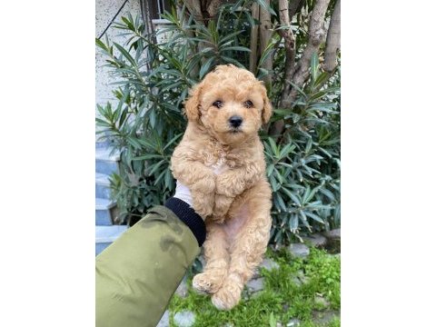 Çok sevimli minik toy poodle yavrumuz