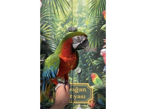 Ara macaw papağanı