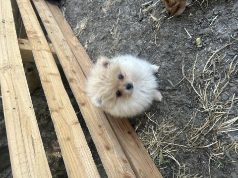 Anne altından pomeranian boo yavrularımız