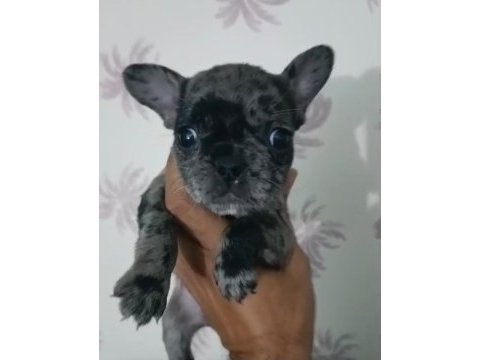 French bulldog yavrular ırk sağlık garantili