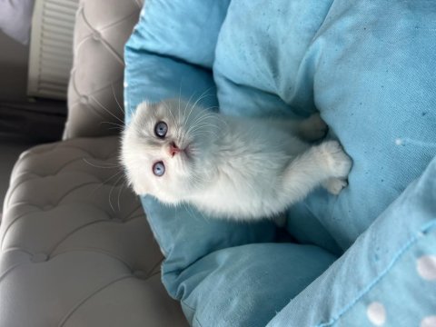 Scottish fold bebekler yeni yuvalarına teslime hazır.
