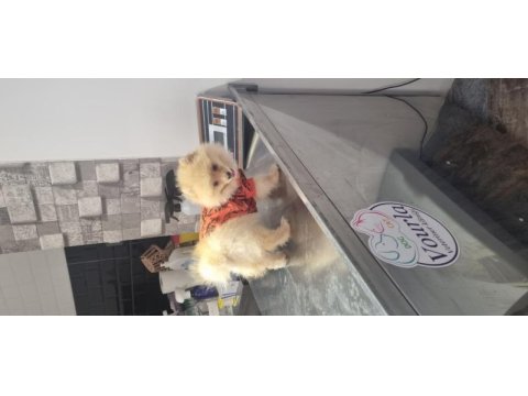 5 aylık erkek pomeranian