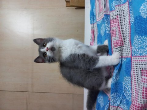 British shorthair erkek yavrular
