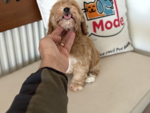 Yasal ruhsatlı çiftlikde ziyarete açık maltipoo yavrular