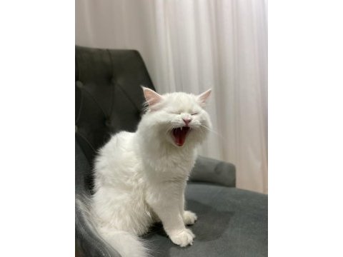 İran persian erkek kedimiz var dişi arıyoruz