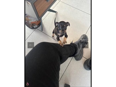 2 aylık yavru 0 numara minyatür pinscher