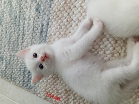 British shorthair yavru