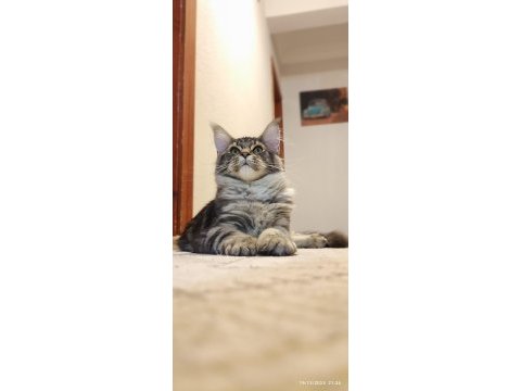 Şecereli dernek kayıtlı eğlence yumağı maine coon noisy