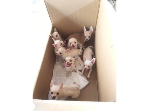 Şivava (chihuahua) bebeklerimiz