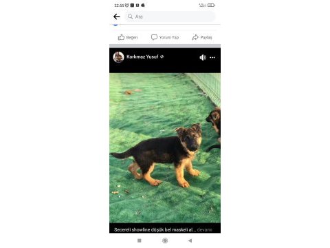A kalite beslemek isteyenler buyursun alman kurdu