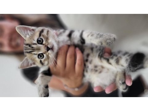 2 aylık british shorthair erkek