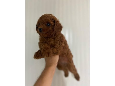 Kore kan red brown dişi ve erkek poodle yavrularımız