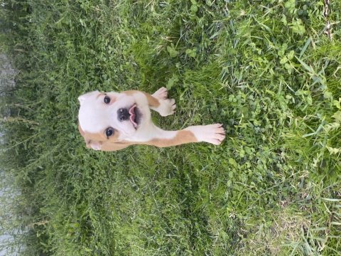 Bulldog dişi bebekler